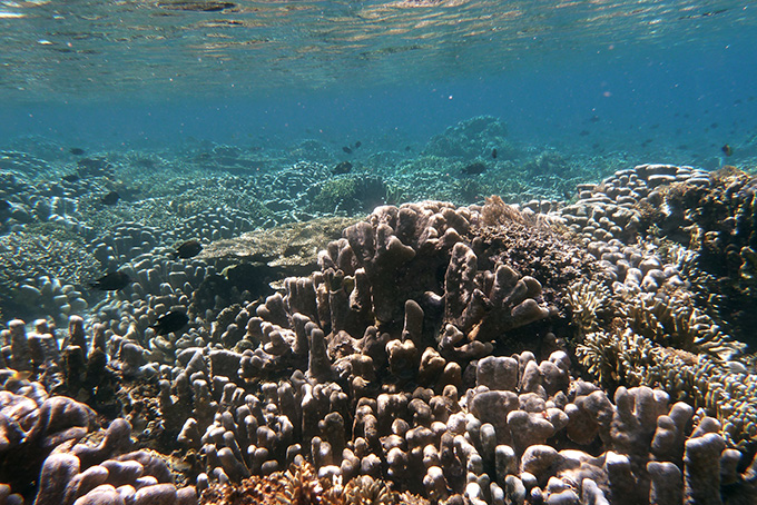 Tauchparadies Sulawesi