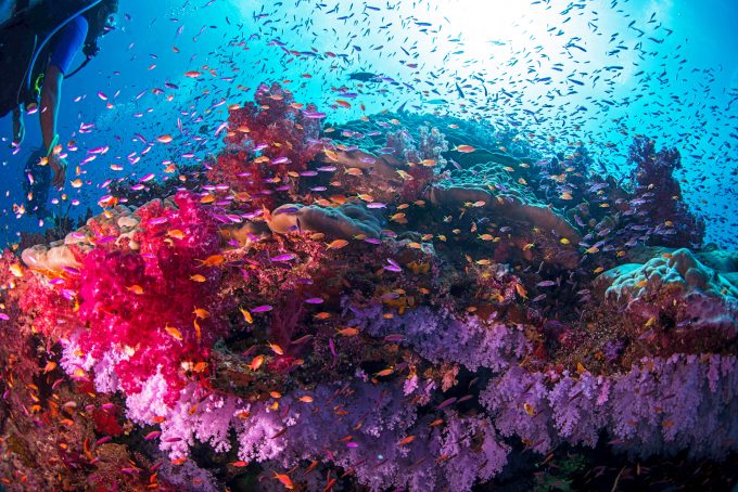 Paradis de plongée Rainbow Reef