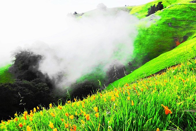     Eine statt grüne Wiese mit orangen California Poppies und Nebelschwaden