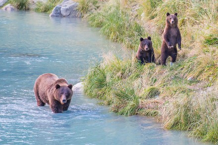 Alaska Grizzly Bears Cubs / Copyright Beat Glanzmann