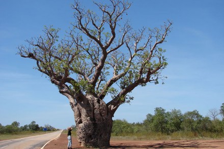 Baobab Baum in Australien