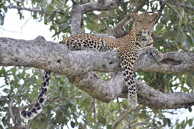 Ein Leopard ruht sich auf dem Baum aus
