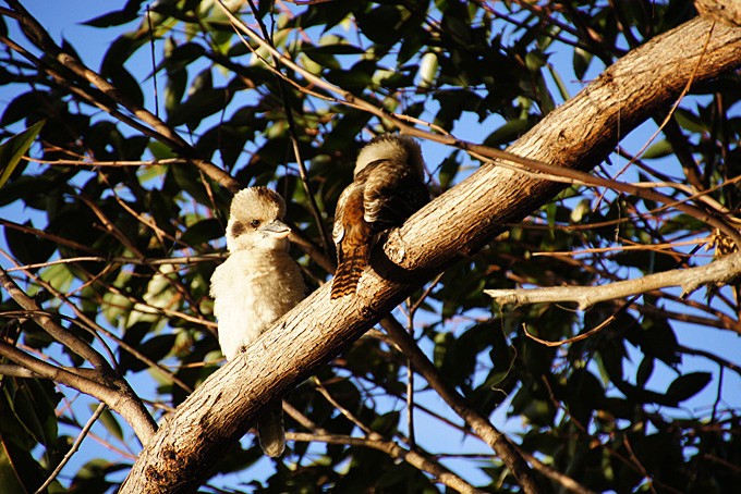 Kookaburras, Warren Nationalpark