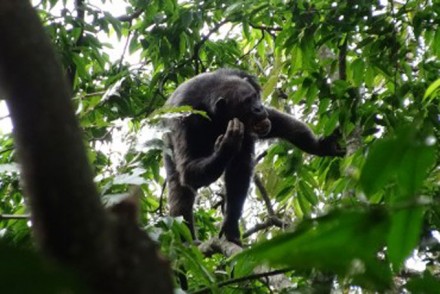 ruanda schimpansentrekking im nyungwe
