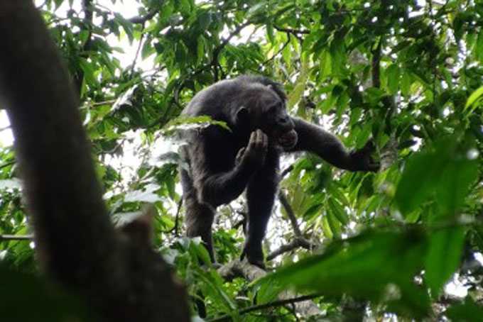 Schimpansen- und Gorilla-Trekking in Ruanda