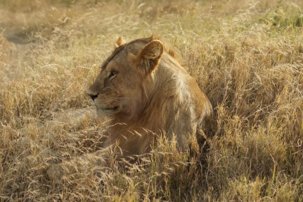 Unvergessliche Tage in der Serengeti
