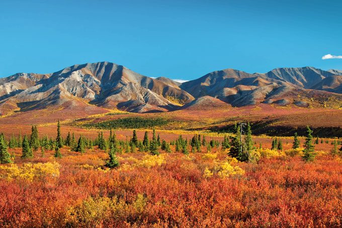 Herbstfärbung im Denali National Park, Alaska (bis Mitte September offen)