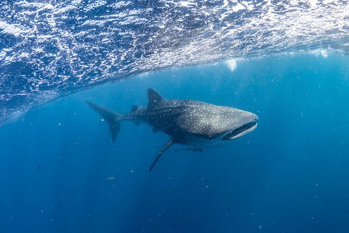 Freundlicher und harmloser Walhai