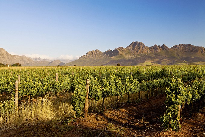 Weinanbaugebiet in Stellenbosch, Südafrika