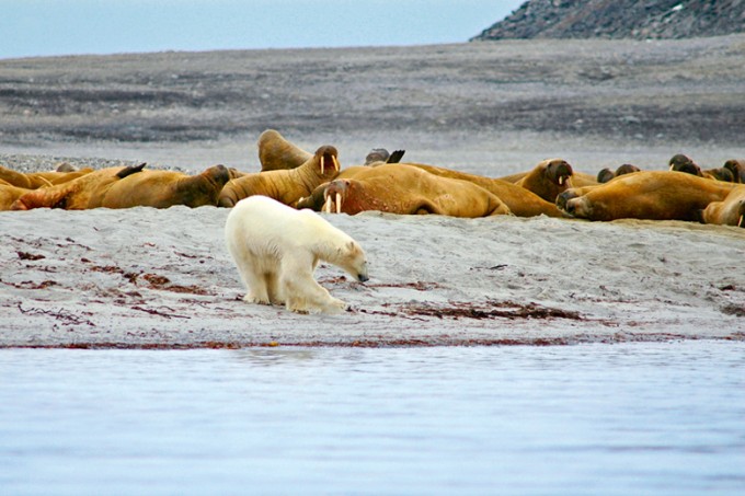 Spitzbergen - Auf den Spuren der Eisbären