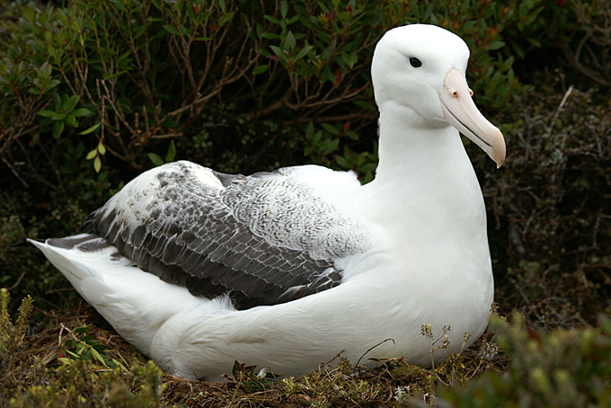 Grand albatros