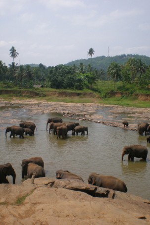 Baignade des éléphants à Pinnawela