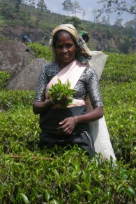 Femme récoltant les feuilles de thé