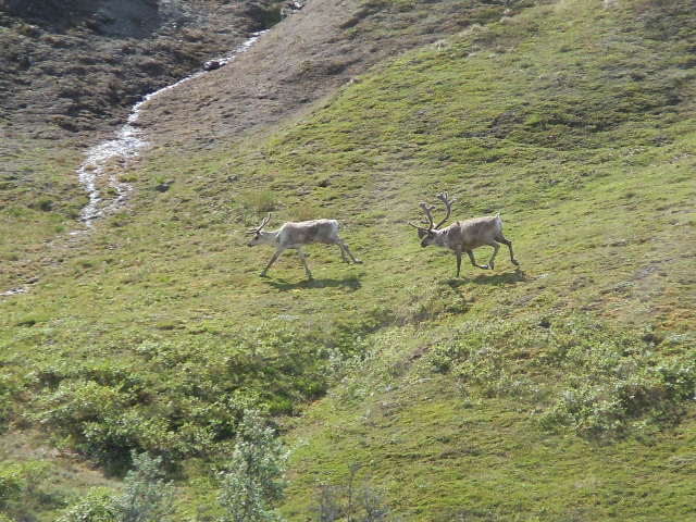 Caribous dans le parc national de Denali