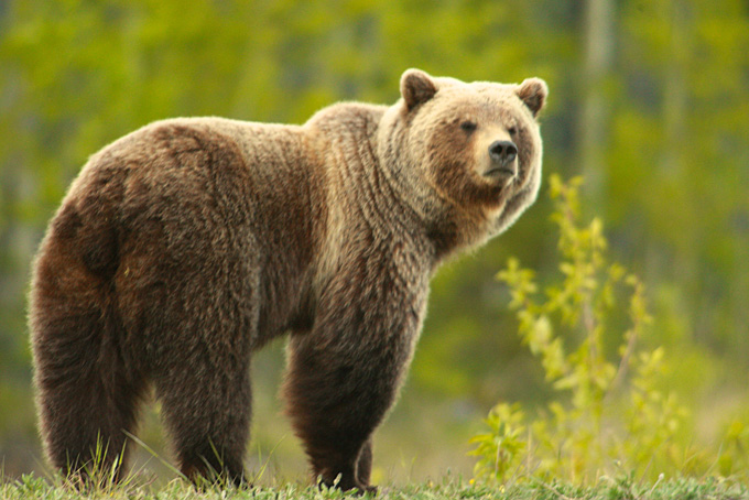Grizzly in Yukon