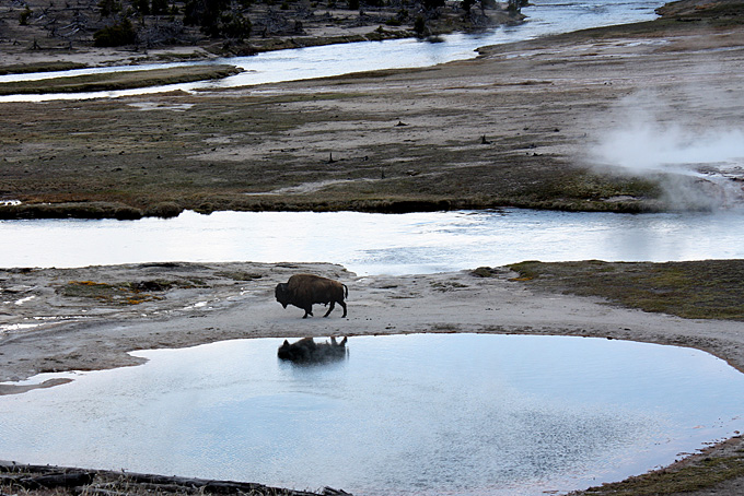Bison dans le parc national de Yellowstone