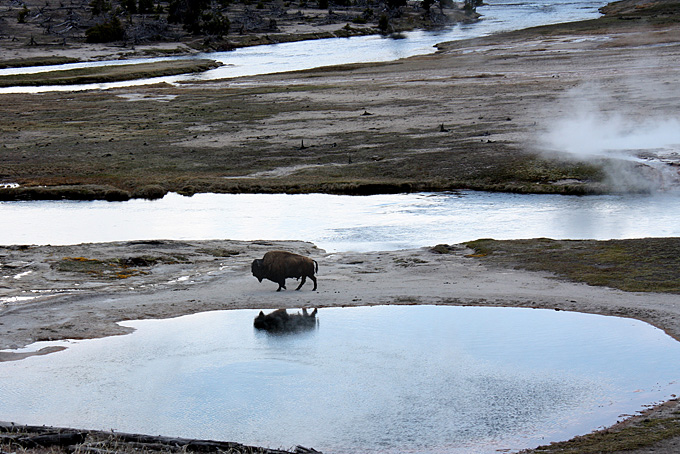 Büffel im Yellowstone Nationalpark