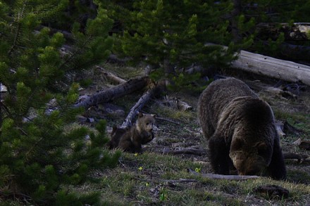 Grizzlymama mit Jungen