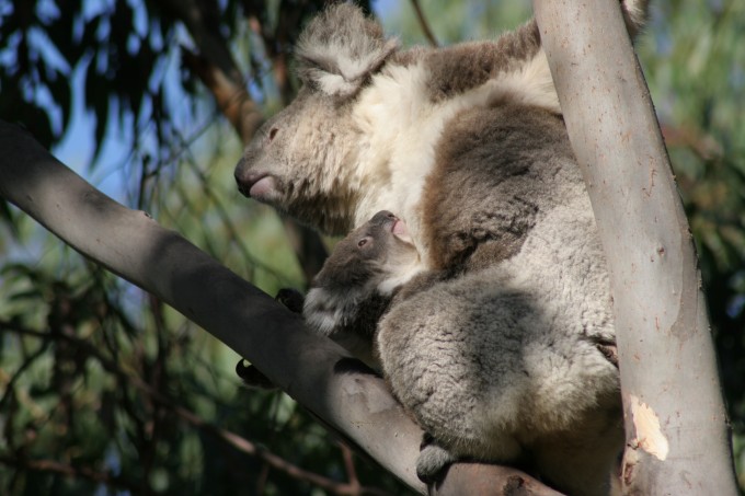 Koala-Mama mit ihrem Jungen