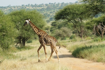 Giraffe im Tarangire Nationalpark
