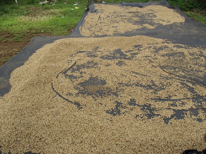 Kaffeebohnen am Trocknen, Bolaven-Plateau