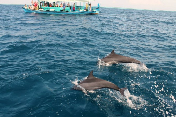Zusammen mit anderen Touristen begutachteten wir die Sprünge der Delphinen