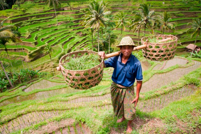 Reisfarmer in Ubud