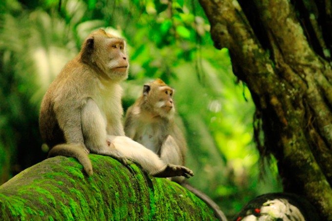 Makaken-Affen im Affenwald von Ubud