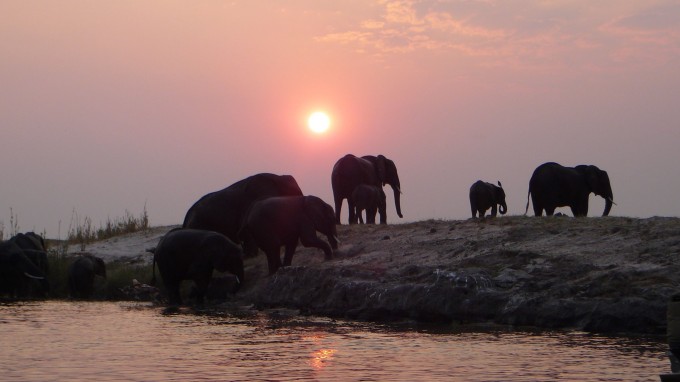 Elefanten im Chobe Nationalpark, Botswana