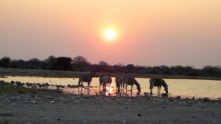 Zebras am trinken in Namibia