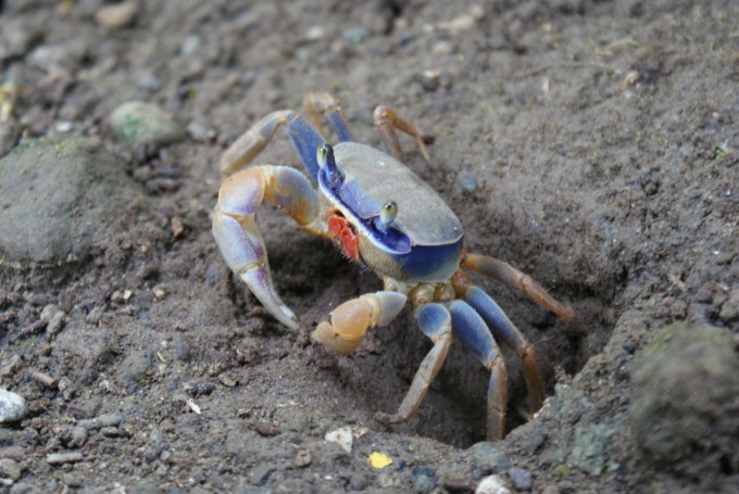 Crabe à la plage de Puerto Viejo