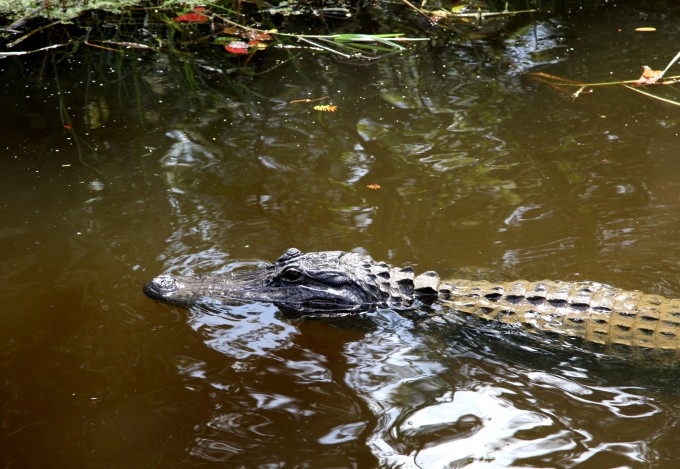Alligator auf der Swamp Tour in den Sümpfen Louisianas