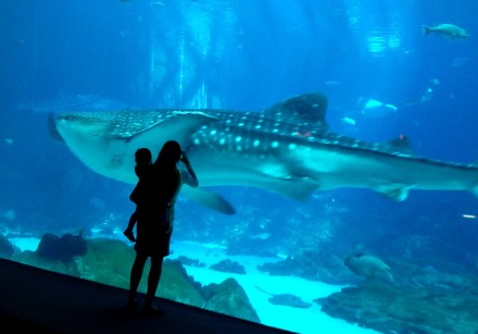 Ein Walhai im Georgia Aquarium