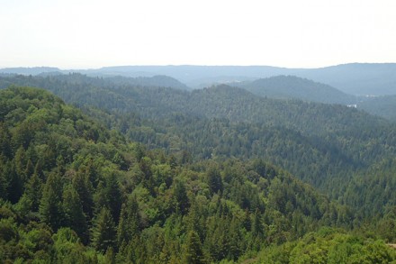 Aussicht auf den Redwood Forest