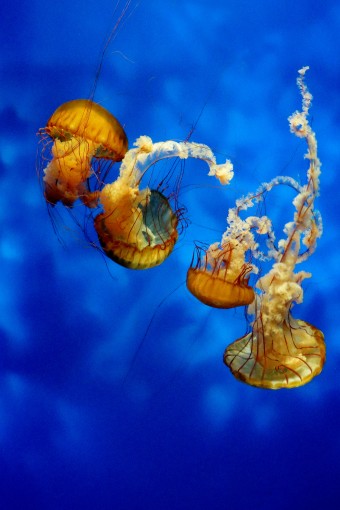 Méduses au Georgia Aquarium