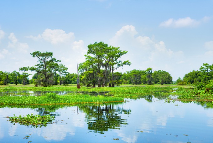Sumpfgebiet im Mississippi-Tal, Louisiana