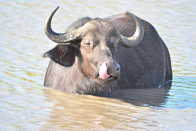 Der Büffel kühlt sich im Wasser ab