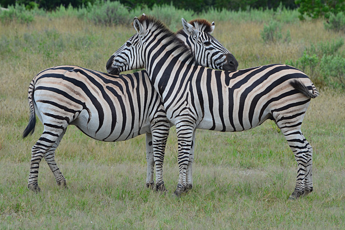 Die zwei Zebras lassen sich nicht stören