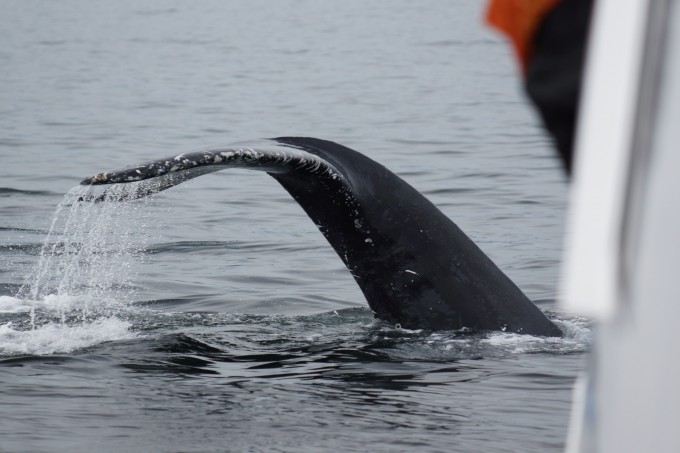 Eintauchende Flosse eines Buckelwals