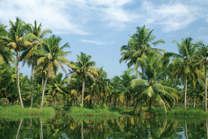 Kokospalmen entlang den Backwaters