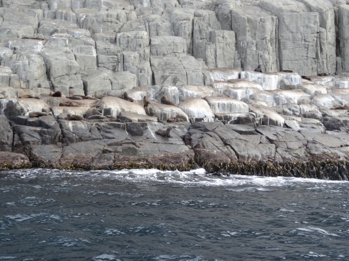 Seelöwen auf Tasman Island