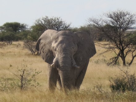 Etosha Nationalpark Elefant