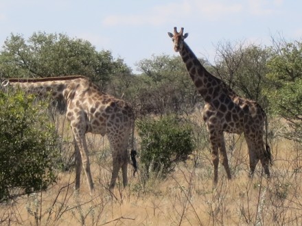 Etosha Nationalpark Giraffen