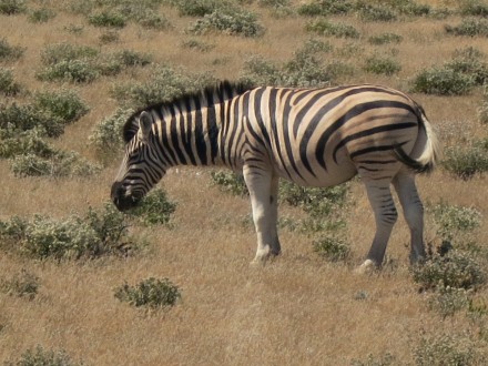 Etosha Nationalpark Zebra gross