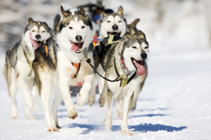 Safari avec des huskies en Laponie