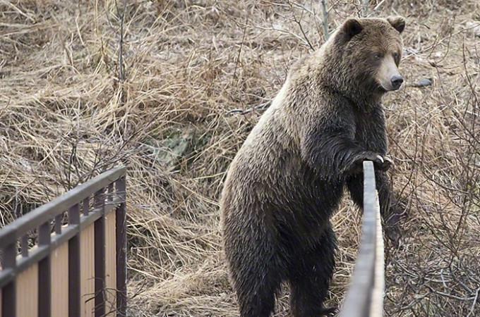 Bärenbesuch am Hauseingang Alaska Grizzly Bears Cubs copy/Copyright Beat Glanzmann