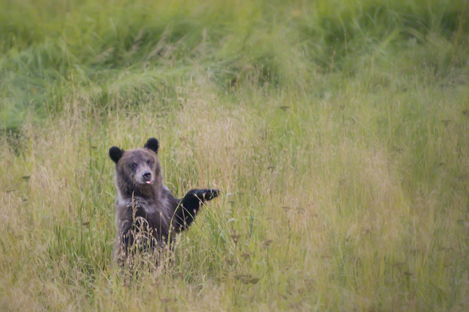 Grizzly Bear Cub Alaska copy/Copyright Beat Glanzmann