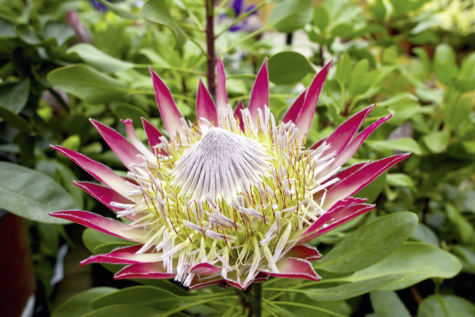 Die Protea Blume als Nationalblume Südafrikas