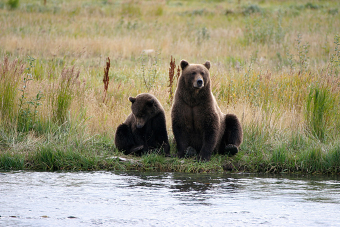 «Unter Bären in Alaska»
