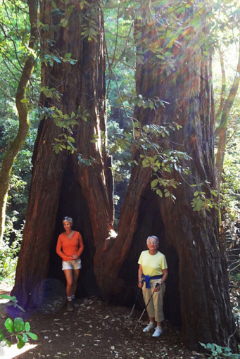 Ma maman et ma femme devant des séquoias vertigineux du comté de Marin.